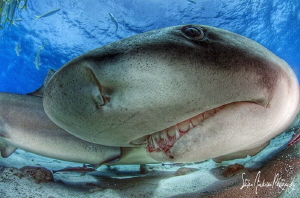 Seeing eye to eye with a friendly Lemon Shark at Tiger Be... by Steven Anderson 